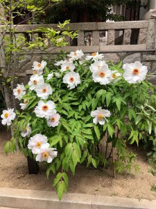 ​河源适合养什么花，市花和市树是什么