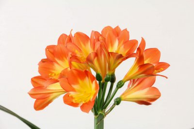 ​君子兰怎么延长花期