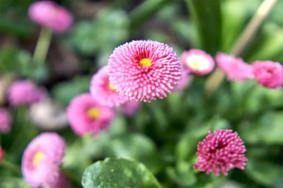 ​不同颜色雏菊的花语，雏菊图片