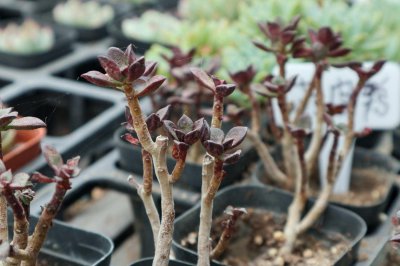 ​多肉植物酥皮鸭的养护要点
