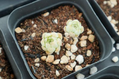 ​多肉植物怎么养