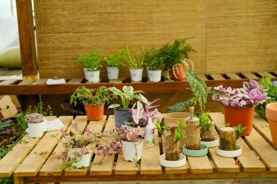 ​海鲜壳做花肥，简单好用