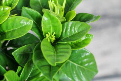​栀子花为什么掉花蕾
