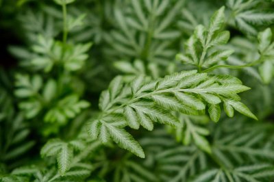 ​凤尾蕨的繁殖方法