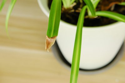 ​婚纱吊兰的养殖方法和注意事项
