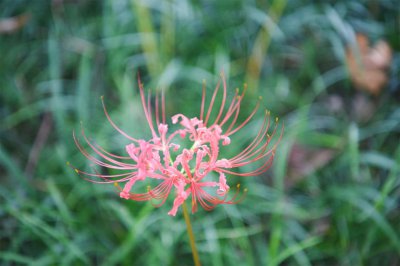 ​彼岸花怎么种，彼岸花什么时候种