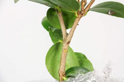 ​茶花对家里的风水好吗