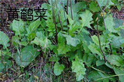 ​黄鹌菜与蒲公英的区别