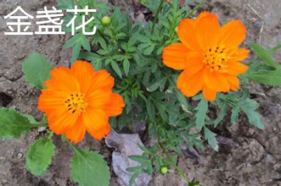 ​金盏花和金银花的区别