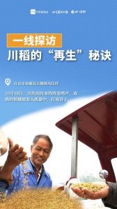 ​一线探访 川稻的“再生”秘诀｜从一个水稻品种的推广到 “再生稻之乡”的转型