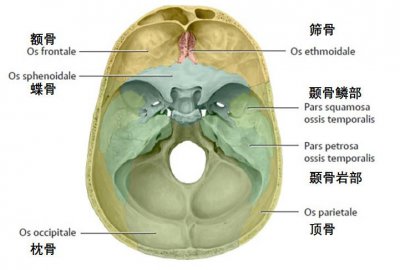 ​62张，颞骨解剖高清图解，收藏必备