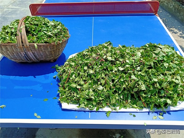 秦岭里生长的这种植物，嫩叶可制作成“神仙豆腐”，你吃过没有？