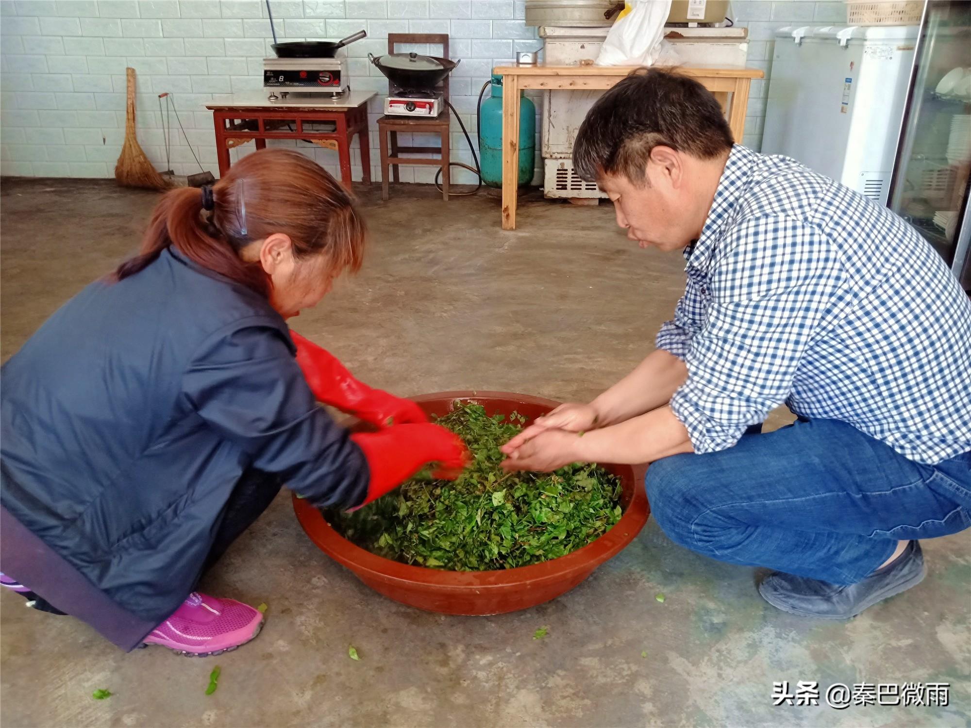 秦岭里生长的这种植物，嫩叶可制作成“神仙豆腐”，你吃过没有？