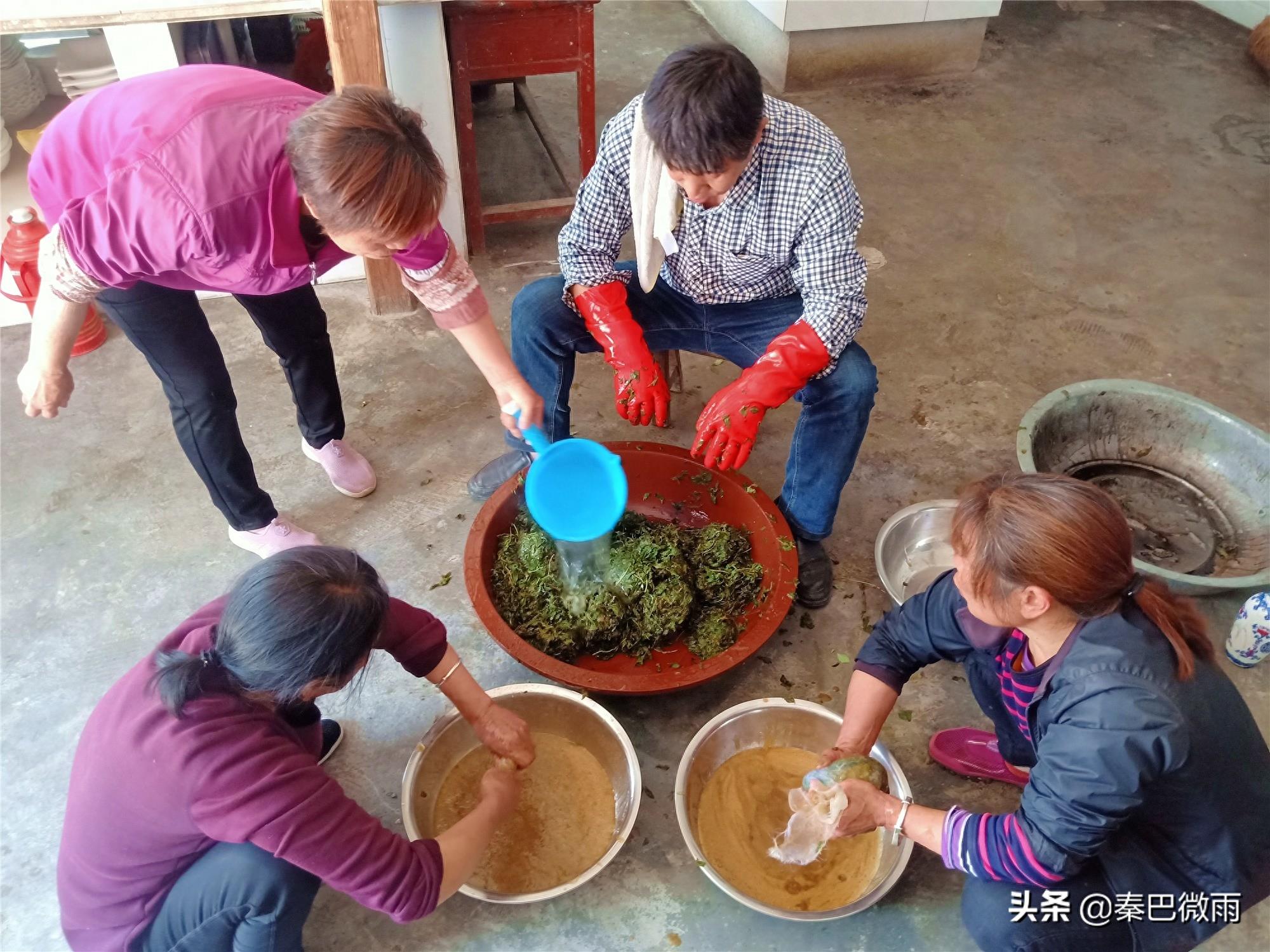 秦岭里生长的这种植物，嫩叶可制作成“神仙豆腐”，你吃过没有？