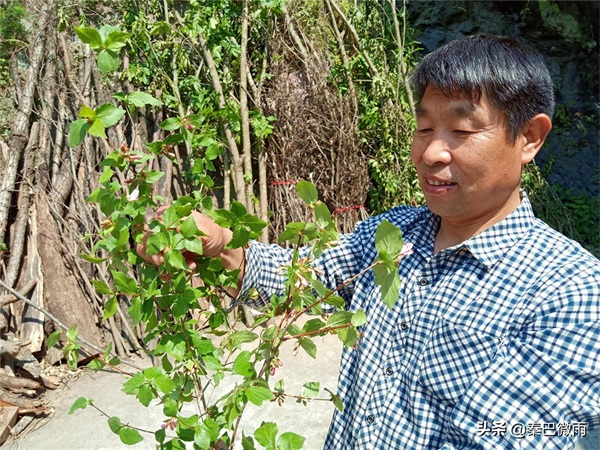 秦岭里生长的这种植物，嫩叶可制作成“神仙豆腐”，你吃过没有？