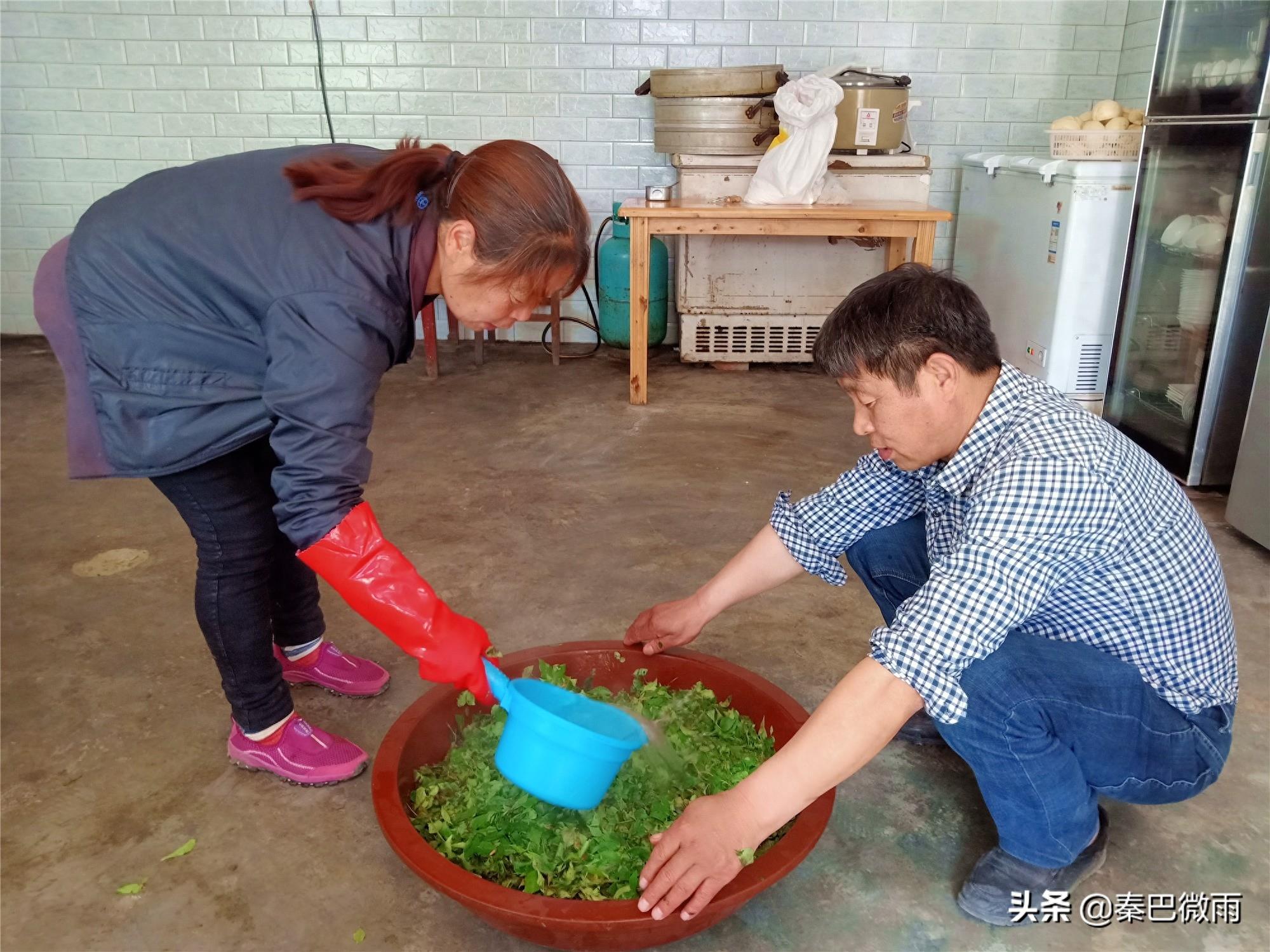 秦岭里生长的这种植物，嫩叶可制作成“神仙豆腐”，你吃过没有？