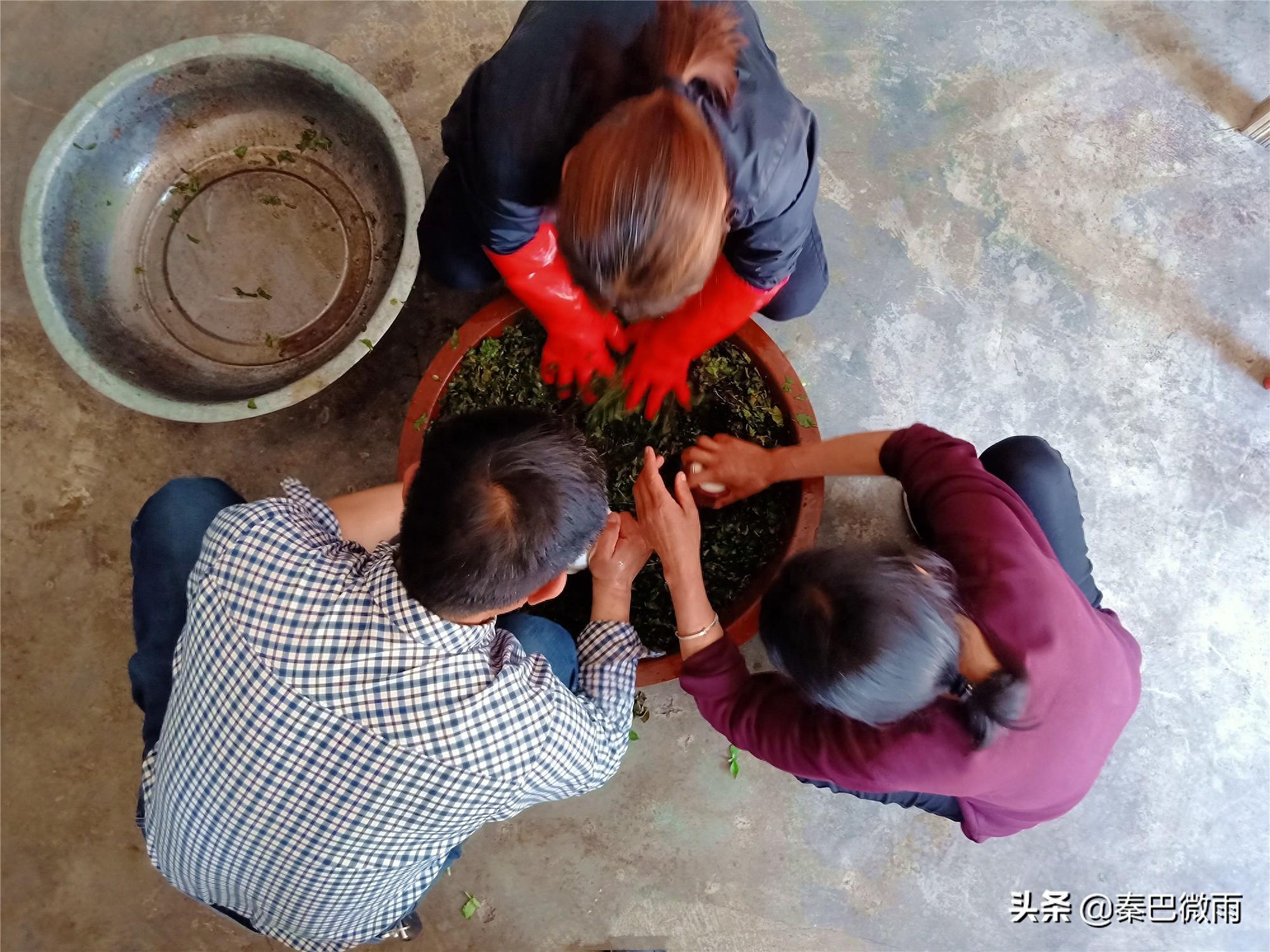 秦岭里生长的这种植物，嫩叶可制作成“神仙豆腐”，你吃过没有？