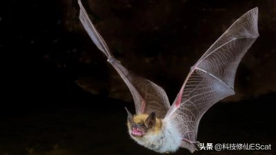 ​70天学会回声定位？科学家证明人类只需70天，就能掌握蝙蝠的神技