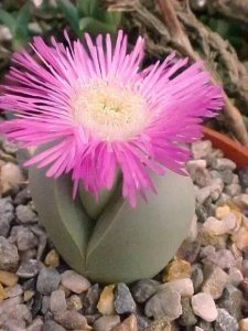 ​石生花欣赏