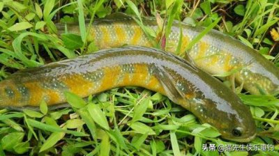 ​它全身披满点点星光，营养丰富，详解野钓稀缺鱼种-七星鱼