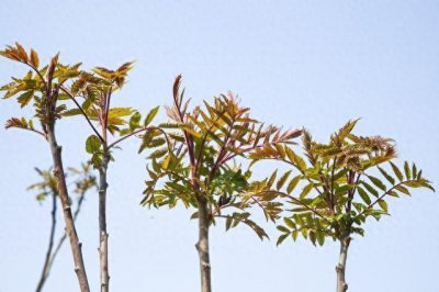 ​香椿树是“凶树”吗？为何说“不怕蛇进门，就怕香椿过房”？