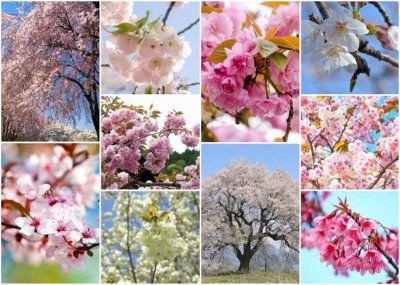 ​樱花品种知多少！一起来了解一下日本樱花的十个品种