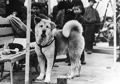 ​真实历史上的忠犬八公：苦等九年感动日本，青铜雕塑难逃战火