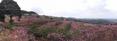 ​龙泉驿桃花会