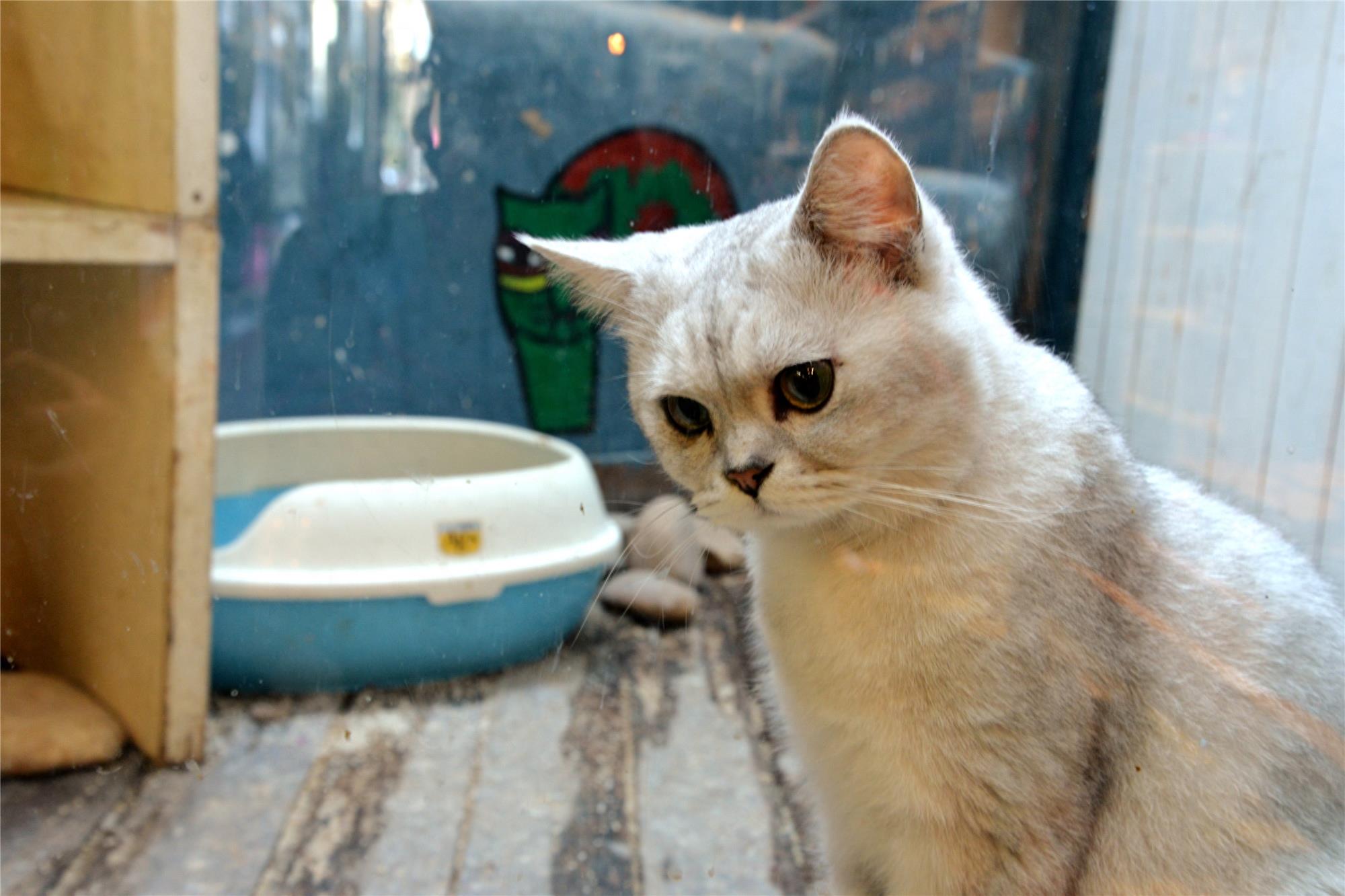 来厦门的云养猫们，千万不要错过这家猫咪博物馆哦！