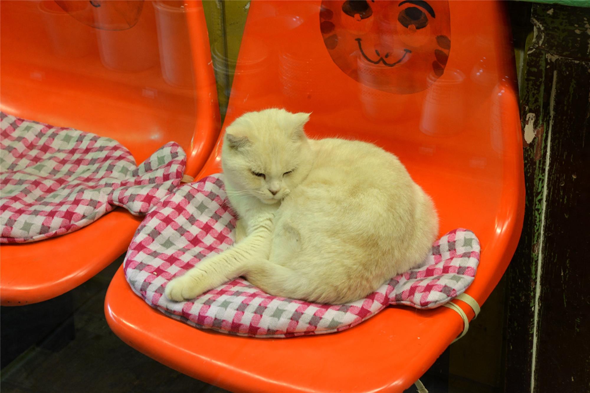 来厦门的云养猫们，千万不要错过这家猫咪博物馆哦！