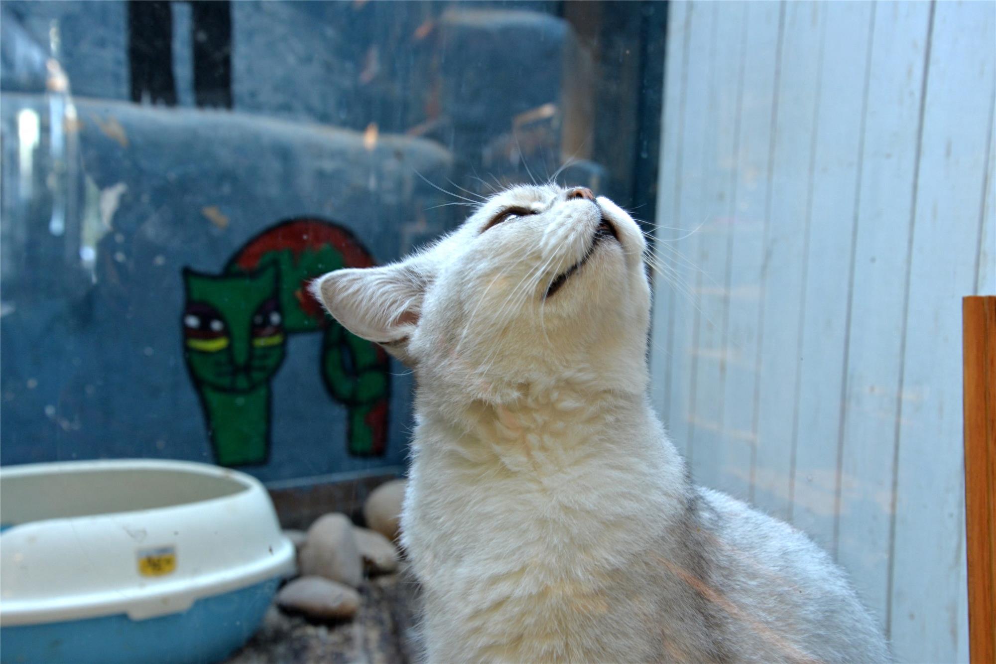 来厦门的云养猫们，千万不要错过这家猫咪博物馆哦！