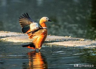 ​赤麻鸭