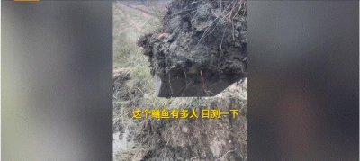 ​湖北男子挖出3条“巨型”鳝鱼，野生长到一斤要多久？结果很意外