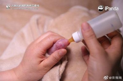 ​42.8g创纪录！全球最小熊猫幼仔平安出生 不足一颗鸡蛋重量