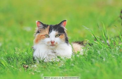 ​中国人不吃猫肉的由来