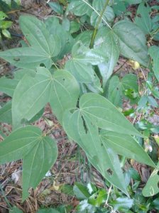 ​龙须藤也叫九龙藤，它是一种怎样的植物呢？