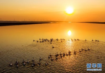 ​江西鄱阳湖：初春天鹅舞