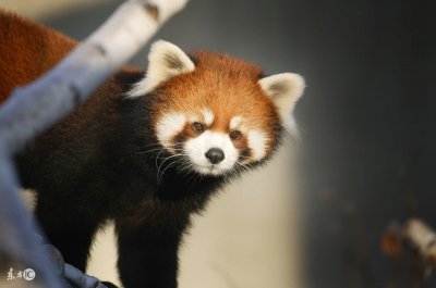 ​别再把小熊猫叫成小浣熊了！你以为的“干脆面君”是哪种动物？