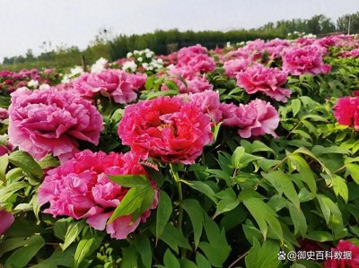 ​山东省菏泽市简介