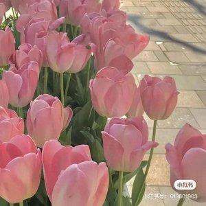 ​【推荐】好看的古代科举文