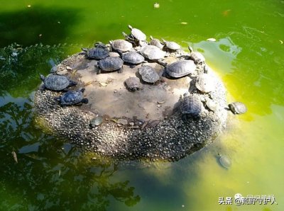 ​外来入侵物种 -巴西龟、鳄龟