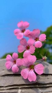 ​七夕浪漫情人节，玫瑰壁纸