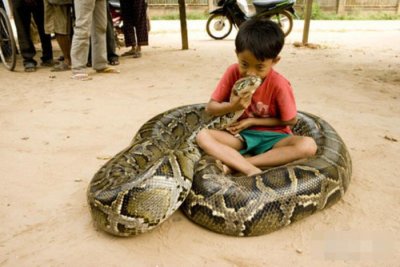 ​关于蛇的恐怖片（推荐10部关于蛇的经典恐怖电影）