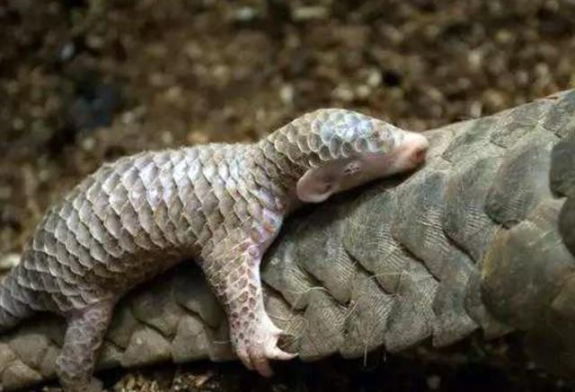 中国人舌尖上的野味，口感不好的穿山甲，为啥被吃到消失？