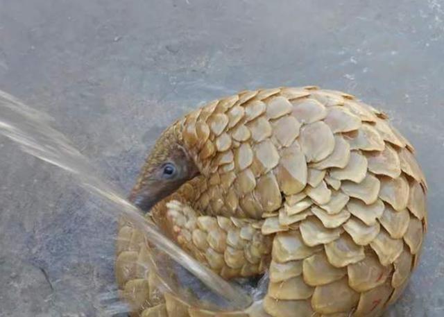 中国人舌尖上的野味，口感不好的穿山甲，为啥被吃到消失？