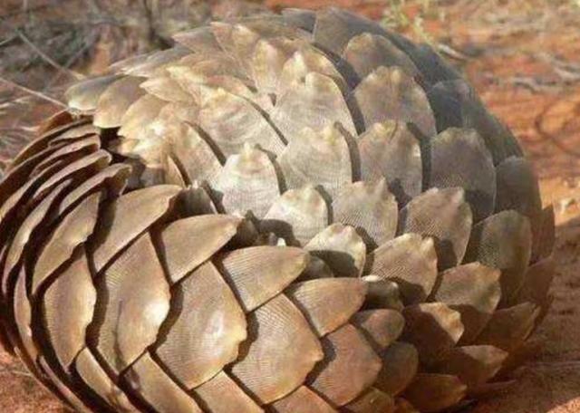 中国人舌尖上的野味，口感不好的穿山甲，为啥被吃到消失？