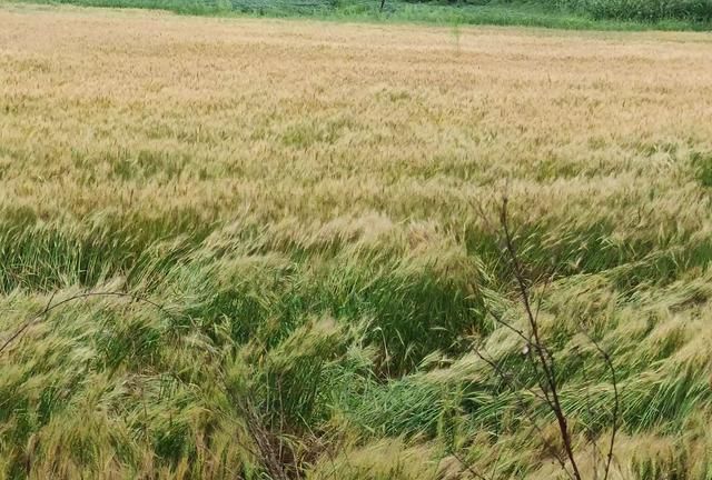 立秋后天气还热多久，立秋到了，立秋后天气还热吗？立秋后还要热多久？图2