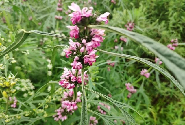 立秋后天气还热多久，立秋到了，立秋后天气还热吗？立秋后还要热多久？图3