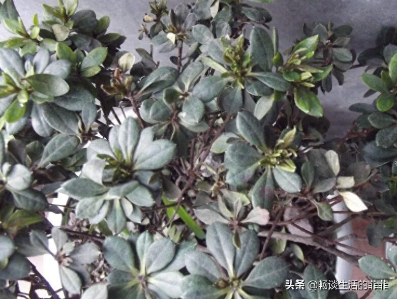 杜鹃花叶子枯萎一碰就掉是怎么回事呢?