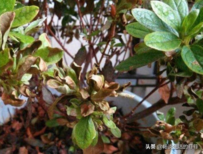 杜鹃花叶子枯萎一碰就掉是怎么回事呢?